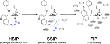 Graphical abstract: Excited-state proton transfer and ion pair formation in a Cinchona organocatalyst