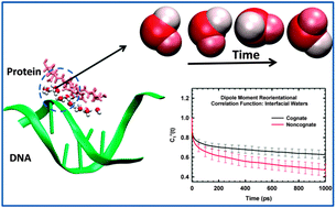 Graphical abstract: Dynamics and thermodynamics of water around EcoRI bound to a minimally mutated DNA chain