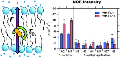 Graphical abstract: Interaction of naphthalene derivatives with lipids in membranes studied by the 1H-nuclear Overhauser effect and molecular dynamics simulation