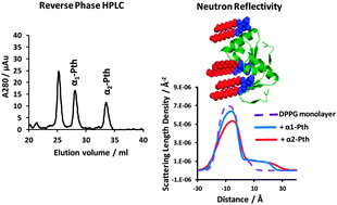 Graphical abstract: The role of protein hydrophobicity in thionin–phospholipid interactions: a comparison of α1 and α2-purothionin adsorbed anionic phospholipid monolayers