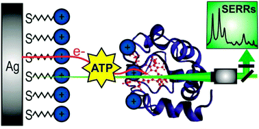 Graphical abstract: Phosphate mediated adsorption and electron transfer of cytochrome c. A time-resolved SERR spectroelectrochemical study
