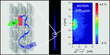 Graphical abstract: Directional exciton transport in supramolecular nanostructured assemblies