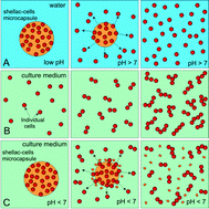 Graphical abstract: Triggered release kinetics of living cells from composite microcapsules