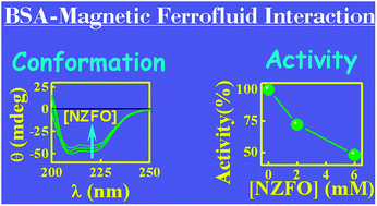 Graphical abstract: A spectroscopic investigation on the interaction of a magnetic ferrofluid with a model plasma protein: effect on the conformation and activity of the protein