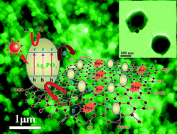 Graphical abstract: Enhanced photocatalytic activity and structural stability by hybridizing Ag3PO4 nanospheres with graphene oxide sheets