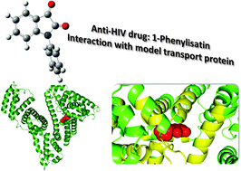 Graphical abstract: Unraveling the binding interaction and kinetics of a prospective anti-HIV drug with a model transport protein: results and challenges