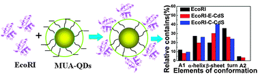 Graphical abstract: Spectroscopic studies on the interaction between EcoRI and CdS QDs and conformation of EcoRI in EcoRI-CdS QDs bioconjugates