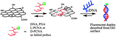 Graphical abstract: Comparing the interactions of DNA, polyamide (PNA) and polycarbamate nucleic acid (PCNA) oligomers with graphene oxide (GO)