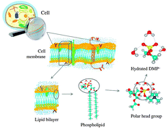 Graphical abstract: Microsolvation of dimethylphosphate: a molecular model for the interaction of cell membranes with water