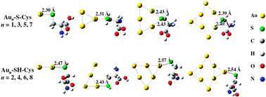 Graphical abstract: The structural and bonding evolution in cysteine–gold cluster complexes