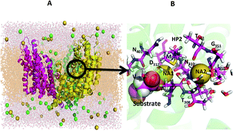 Graphical abstract: Role of protein matrix rigidity and local polarization effects in the monovalent cation selectivity of crystallographic sites in the Na-coupled aspartate transporter GltPh