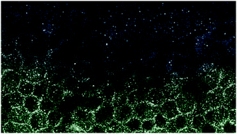 Graphical abstract: Visualization of clusters in polymer electrolyte membranes by electron microscopy