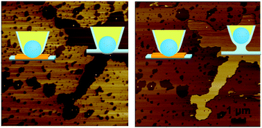 Graphical abstract: Water-mediated height artifacts in dynamic atomic force microscopy