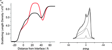 Graphical abstract: The antimicrobial peptide aurein 1.2 disrupts model membranes via the carpet mechanism