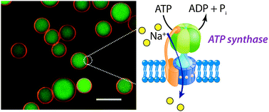 Graphical abstract: Selective and ATP-driven transport of ions across supported membranes into nanoporous carriers using gramicidin A and ATP synthase