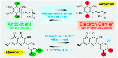 Graphical abstract: Gas-phase dissociative electron attachment to flavonoids and possible similarities to their metabolic pathways