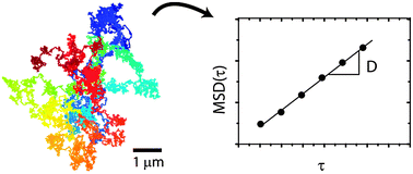 Graphical abstract: Measuring a diffusion coefficient by single-particle tracking: statistical analysis of experimental mean squared displacement curves