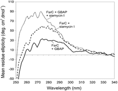 Graphical abstract: Interactions of the intact FsrC membrane histidine kinase with the tricyclic peptide inhibitor siamycin I revealed through synchrotron radiation circular dichroism