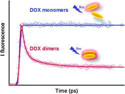 Graphical abstract: Unravelling molecular mechanisms in the fluorescence spectra of doxorubicin in aqueous solution by femtosecond fluorescence spectroscopy