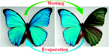 Graphical abstract: Bio-inspired variable structural color materials