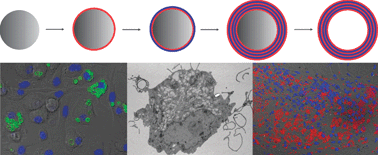 Graphical abstract: Polymeric multilayer capsules for drug delivery