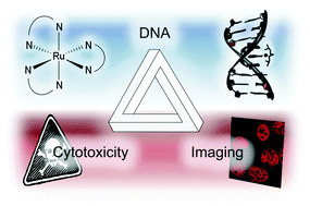 Graphical abstract: Ruthenium(ii) polypyridyl complexes and DNA—from structural probes to cellular imaging and therapeutics