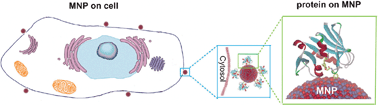 Graphical abstract: Magnetic nanoparticles for the manipulation of proteins and cells