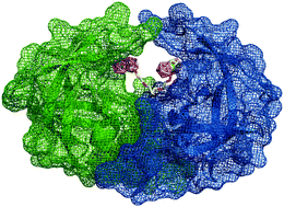 Graphical abstract: Metallacarboranes and their interactions: theoretical insights and their applicability