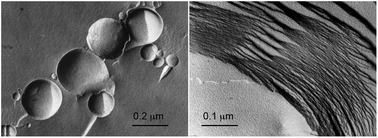 Graphical abstract: Liquid crystalline nanostructures: organizing matrices for non-enzymatic nucleic acid polymerization