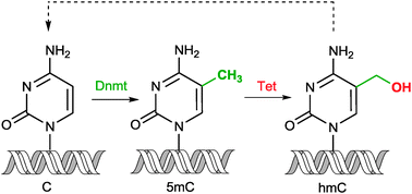 Graphical abstract: 5-Hydroxymethylcytosine – the elusive epigenetic mark in mammalian DNA