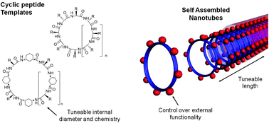 Graphical abstract: Design and properties of functional nanotubes from the self-assembly of cyclic peptide templates
