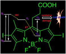 Graphical abstract: BODIPY dyes in photodynamic therapy