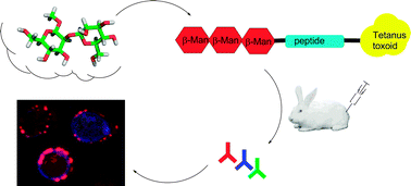 Graphical abstract: Designing a new antifungal glycoconjugate vaccine