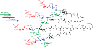 Graphical abstract: Enzymatic glycosylation of multivalent scaffolds