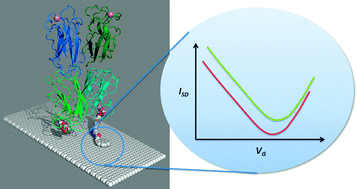 Graphical abstract: Sweet carbon nanostructures: carbohydrate conjugates with carbon nanotubes and graphene and their applications