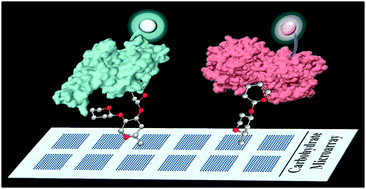 Graphical abstract: Carbohydrate microarrays