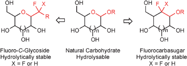 Graphical abstract: Fluoro-C-glycosides and fluoro-carbasugars, hydrolytically stable and synthetically challenging glycomimetics