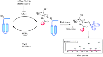 Graphical abstract: Chemical approaches to study O-GlcNAcylation