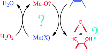 Graphical abstract: Mechanisms in manganese catalysed oxidation of alkenes with H2O2