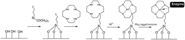 Graphical abstract: Immobilisation of enzymes on mesoporous silicate materials