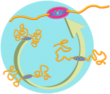 Graphical abstract: Polymer mechanochemistry: techniques to generate molecular force via elongational flows