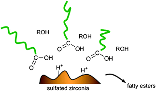 Graphical abstract: Sulfated zirconia as a robust superacid catalyst for multiproduct fatty acid esterification