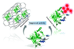 Graphical abstract: Different strategies to enhance the activity of lipase catalysts