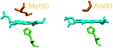 Graphical abstract: The Met80Ala point mutation enhances the peroxidase activity of immobilized cytochrome c