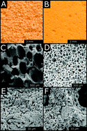 Graphical abstract: Enhanced catalytic methane coupling using novel ceramic foams with bimodal porosity