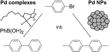 Graphical abstract: Palladium catalytic systems with hybrid pyrazole ligands in C–C coupling reactions. Nanoparticles versus molecular complexes