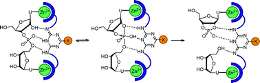 Graphical abstract: Mimics of small ribozymes utilizing a supramolecular scaffold