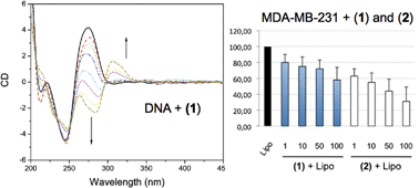 Graphical abstract: DNA binding and antiproliferative activity toward human carcinoma cells of copper(ii) and zinc(ii) complexes of a 2,5-diphenyl[1,3,4]oxadiazole derivative