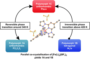 Graphical abstract: The interplay of iron(ii) spin transition and polymorphism