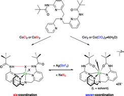 Graphical abstract: Synthesis and characterization of cobalt(ii) complexes with tripodal polypyridine ligand bearing pivalamide groups. Selective formation of six- and seven-coordinate cobalt(ii) complexes